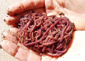 5 Ways to Keep Red Wiggler Worms Happy!